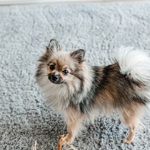 Small dog on gray carpet