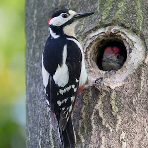 A woodpecker perches on a tree