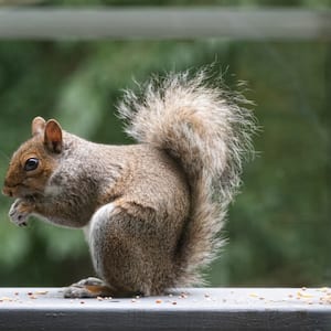 Squirrel eating nuts