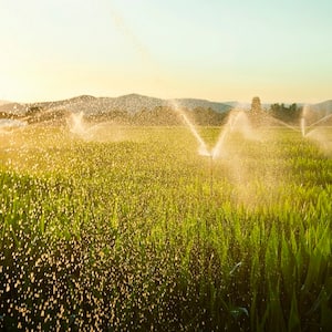 Backflow irrigation system in cornfield