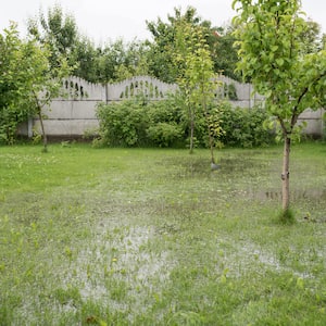 a flooded backyard
