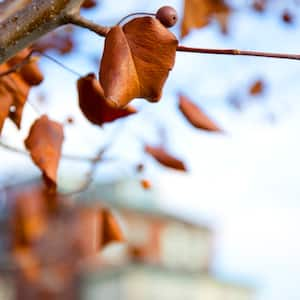 tree branch with fall leaves