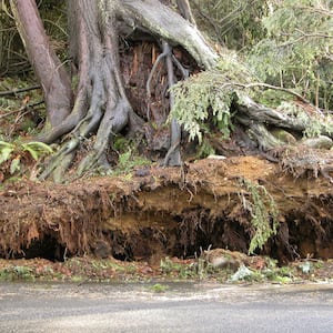 storm damaged tree with severed roots