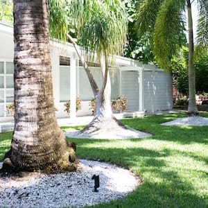 large palm tree in sand in front of beachy home 