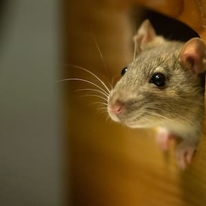 Mouse looking out a hole in a house