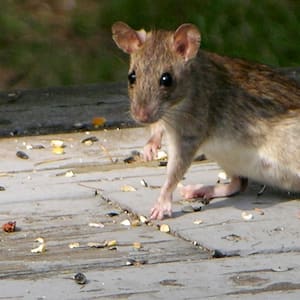 closeup of a rat running around outside on concrete