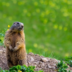 groundhog standing in grassy yard