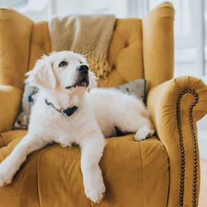 Golden retriever puppy lying on a yellow armchair