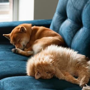 A cat and a dog sleeping on a big couch