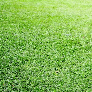 A view of carpetgrass