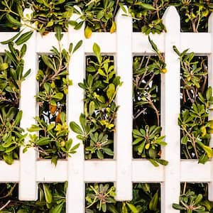 Green branches sticking out of fence