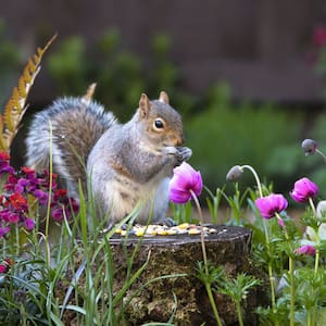 Squirrel sits in a garden of flowers while feeding on seeds 