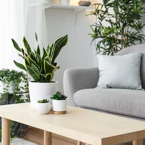 Stylish living room interior decorated with plants