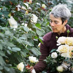 Woman cutting white roses in the garden