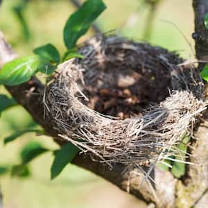 Empty bird nest on a tree branch