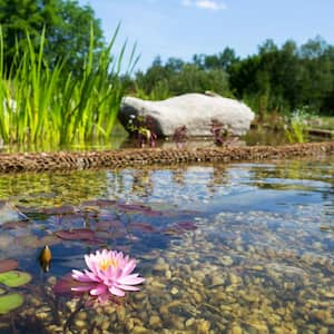 A natural swimming pool