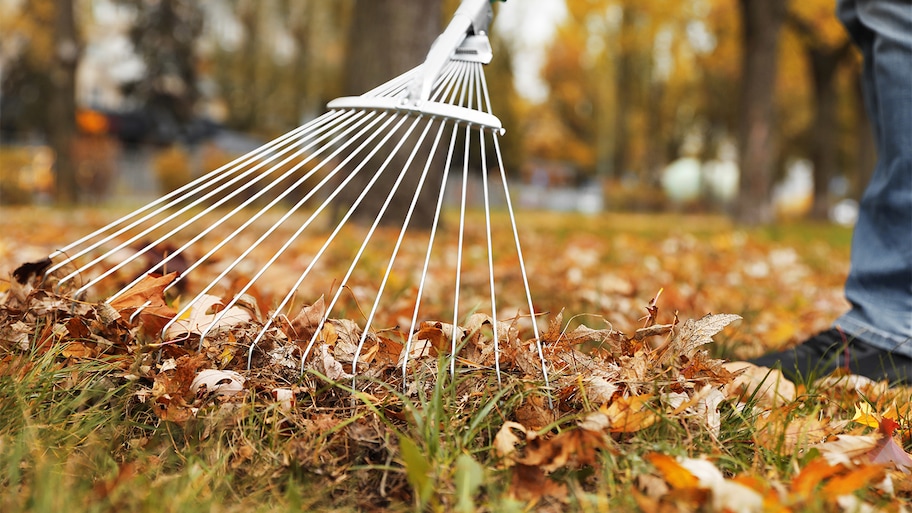 Raking leaves in back yard