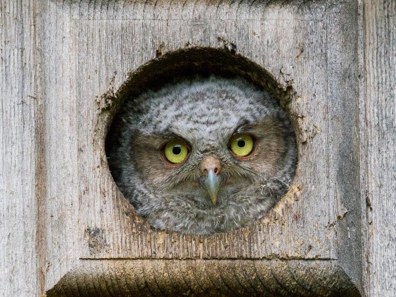A small owlet pokes its head out of a wooden nest box.