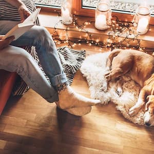 A view of a man and a dog in a cozy home