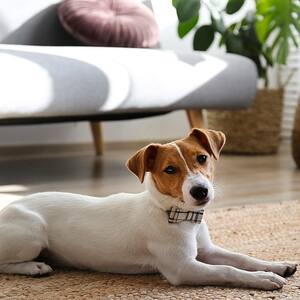 dog laying on living room rug