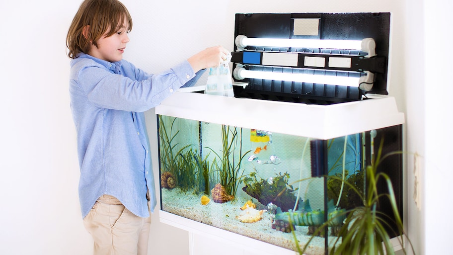 A boy adds fish to a fish tank