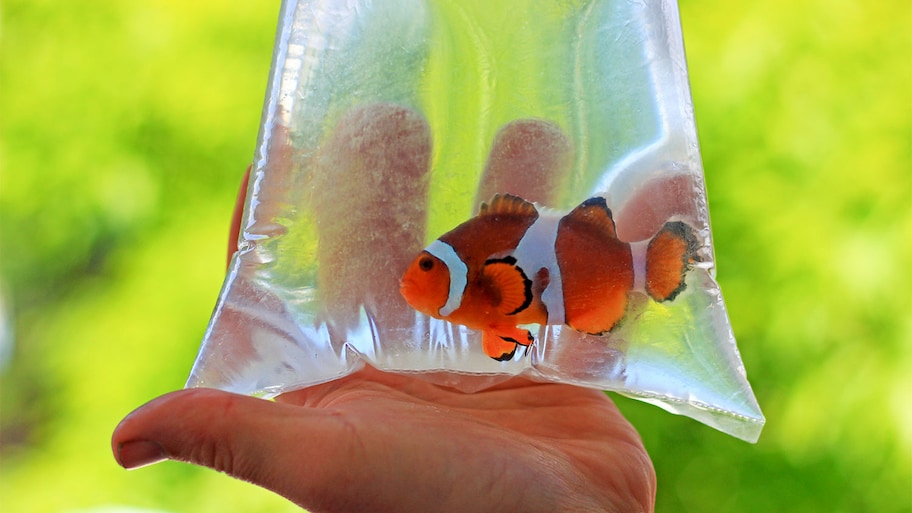 A view of a fish in a bag