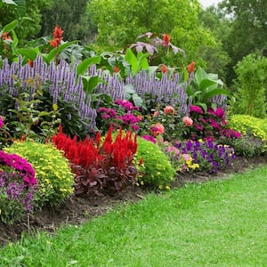 A beautiful flower bed in a garden