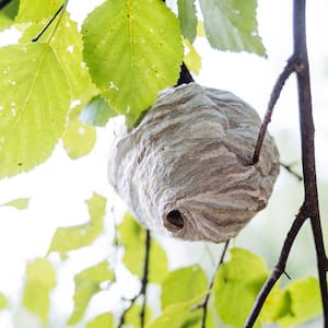 A hornet nest on a tree’s branch