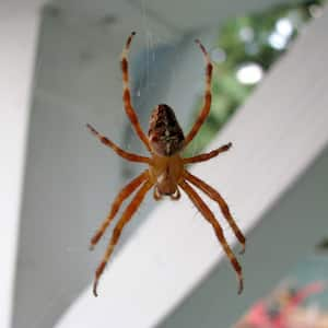 spider climbs web