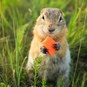 A gopher eating a carrot