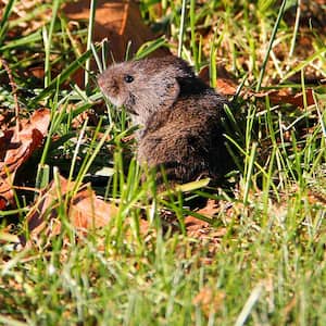 A closeup of a vole sitting on grass