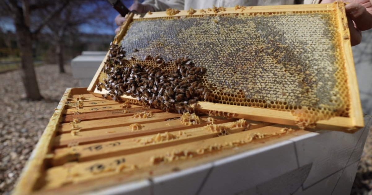 companies hosting beehives