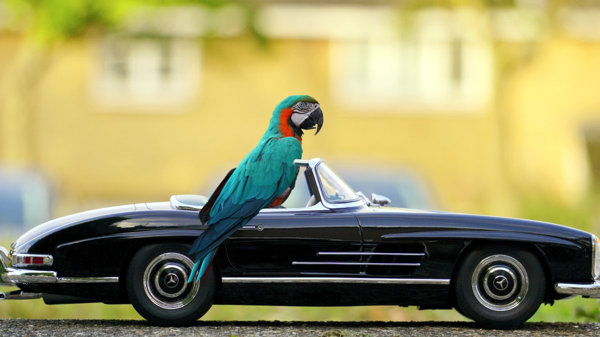 A Macaw is shows to be driving a vintage car.