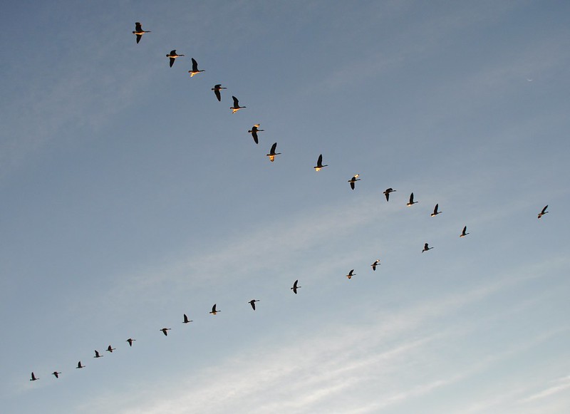  A flock of geese flying in V formation across a partly cloudy sky.