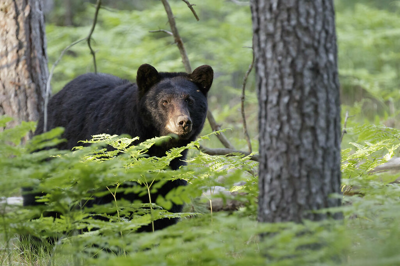 An American Black Bear looks toward the viewer as it stands between tree trunks and greenery.