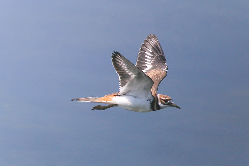 A Killdeer soars through blue skies with its wings outstretched