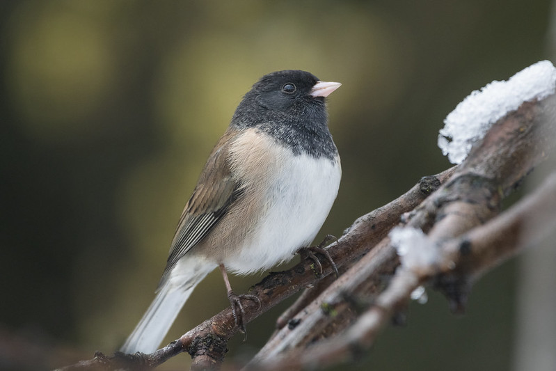 A Dark-eyed Junco sitting on a snowy branch