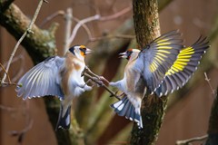 Goldfinch