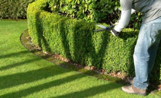 yard and garden worker trims hedges