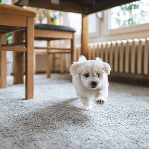 little dog running across carpet