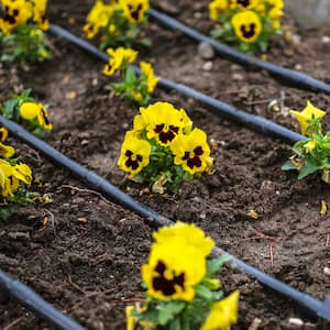 yellow flowers in home garden with drip irrigation