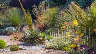 A fire-smart landscaping