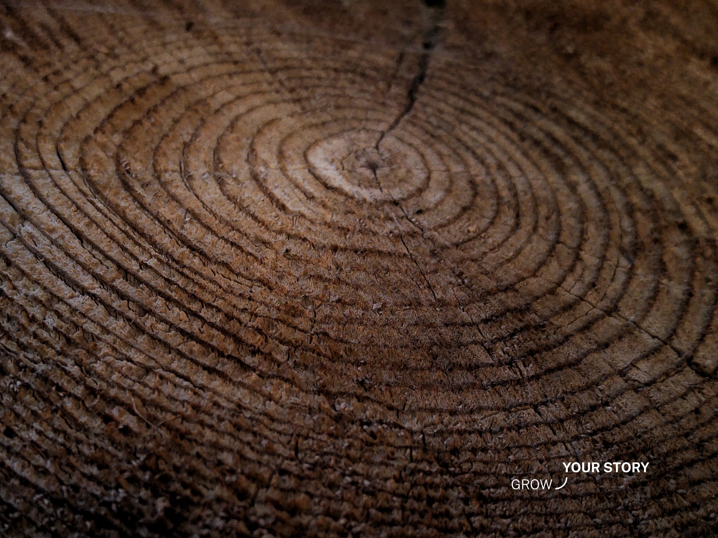 Many concentric tree rings with Grow Your Story watermark
