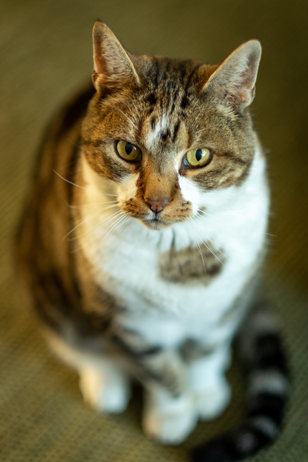 Portrait of an adult brown and white cat sitting on the floor. Photo contributed by Roy Tanck to the WordPress Photo Directory.
