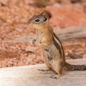 A chipmunk standing on a piece of wood