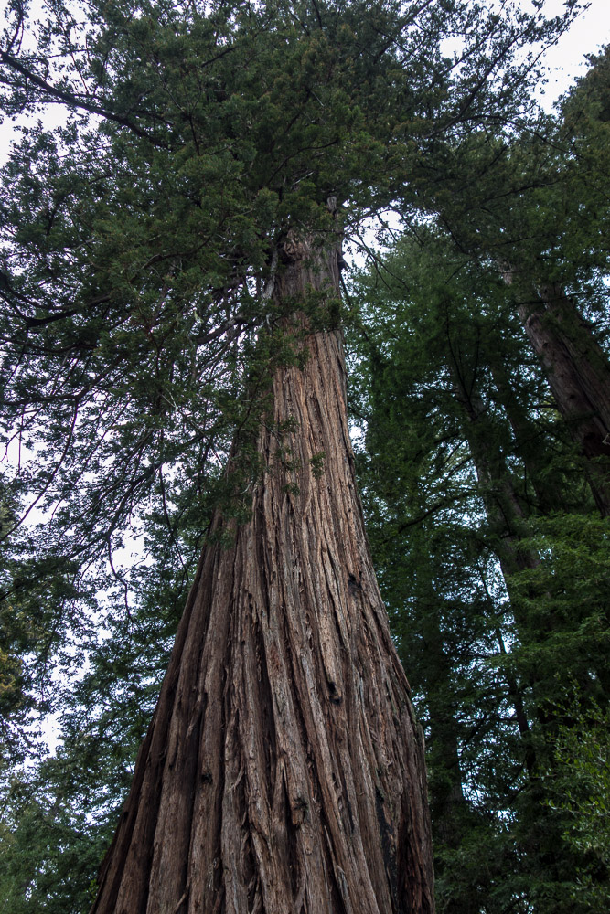 California Big Basin Redwoods State Park
