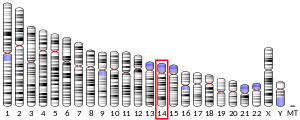 Chromosome 14 (human)