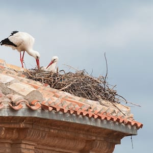 Two storks nesting on a house roof