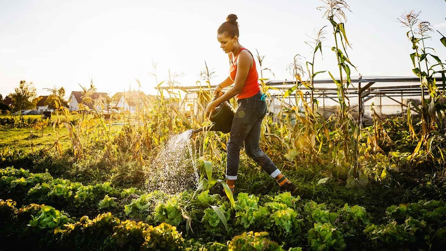 Farmer using watering can to water her garden