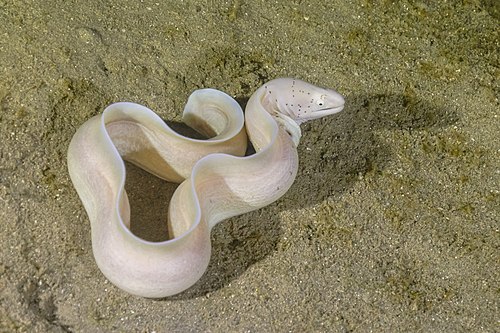 Morena pimienta (Gymnothorax griseus), parque nacional Ras Muhammad, Egipto, 2022-03-27, DD 185.jpg